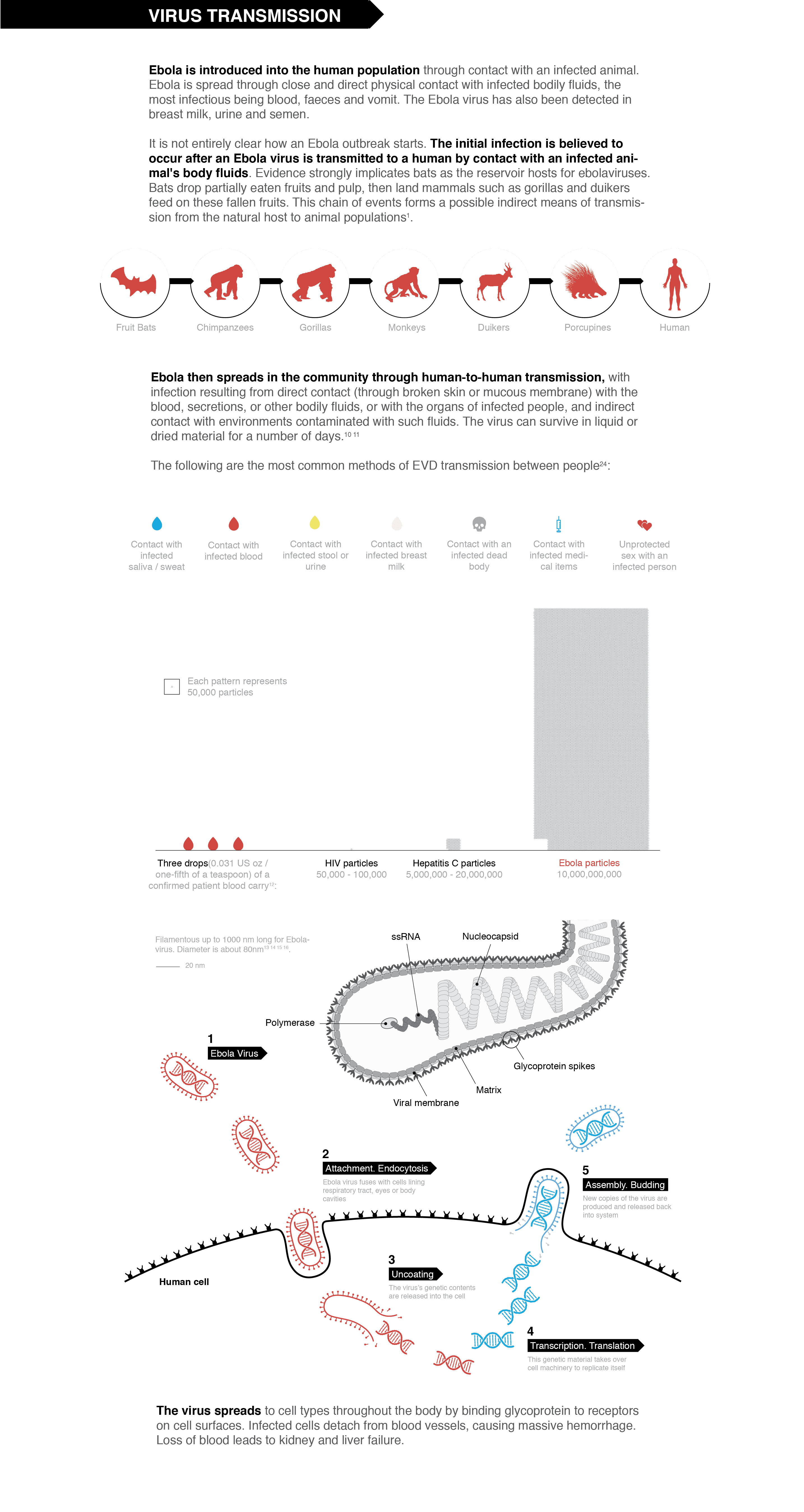 Ebola transmission - how the virus spreads from person to person