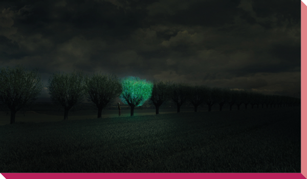 Section 3 bioluminescent trees 1