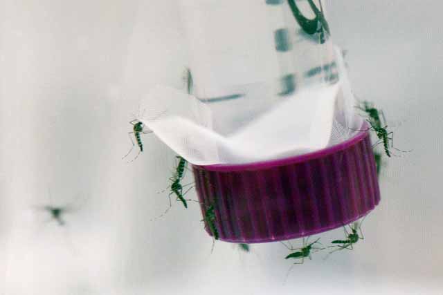 IAEA Imagebank - Zika-carrying mosquitoes are studied in Brazil