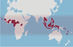 Global map with parts of Africa and Asia highlighted